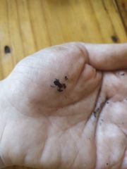 Eleutherodactylus cystignathoides