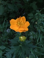 Trollius asiaticus