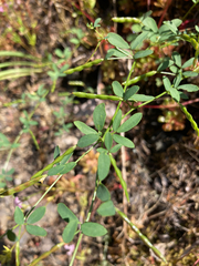 Acmispon parviflorus