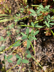 Acmispon parviflorus