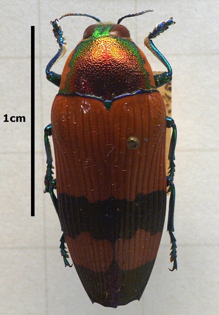Temognatha macfarlani