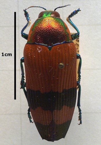 Temognatha macfarlani · iNaturalist