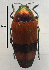 Temognatha macfarlani