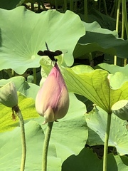 Rhyothemis fuliginosa