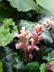Orobanche hederae