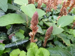 Orobanche hederae