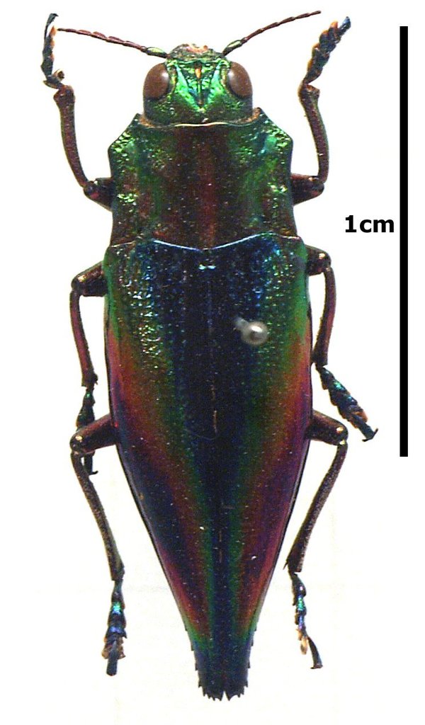 Cyphogastra javanica