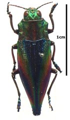 Cyphogastra javanica
