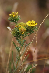 Holocarpha macradenia