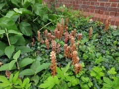 Orobanche hederae
