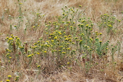 Holocarpha macradenia