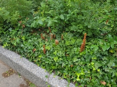 Orobanche hederae