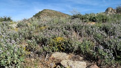 Eriodictyon trichocalyx lanatum