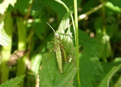 Podismopsis poppiusi
