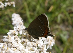 Satyrium prunoides
