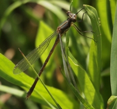 Lestes stultus