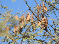 Prosopis cineraria