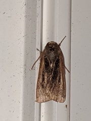 Ochropleura implecta