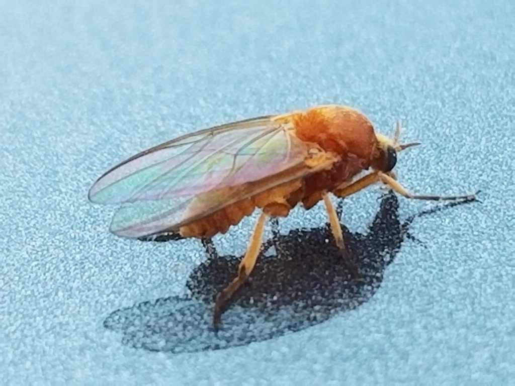 Yellow Gnat