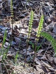 Equisetum pratense image