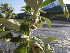 Salix alaxensis