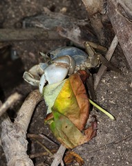 Tuerkayana celeste