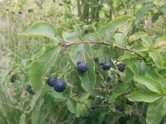 Lonicera nigra