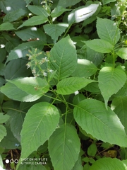 Circaea canadensis quadrisulcata