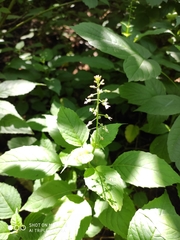 Circaea canadensis quadrisulcata