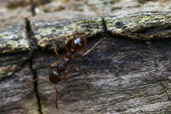Myrmica rubra