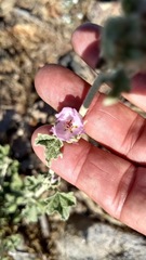 Malacothamnus enigmaticus