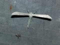 Hellinsia homodactylus