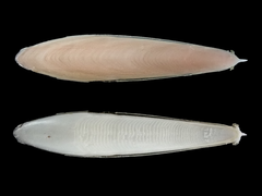 Sepia limata