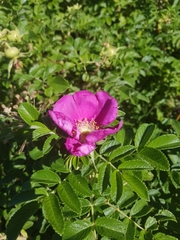 Rosa rugosa