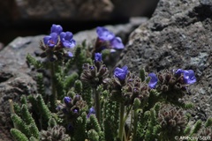 Polemonium eximium