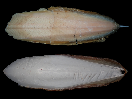 Ascarosepion opiparum