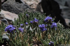 Polemonium eximium