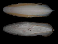 Sepia plangon