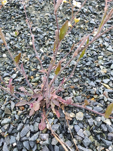 Smiltyninis skamainis nuotrauka