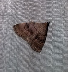 Zanclognatha dentata