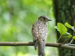Muscicapa striata