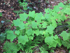 Ribes pallidiflorum