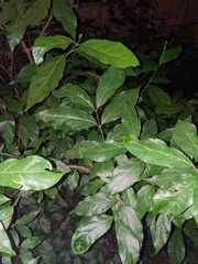 Calycanthus floridus