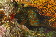 Cephalopholis cyanostigma