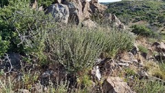 Malacothamnus enigmaticus