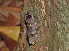 Theloderma stellatum