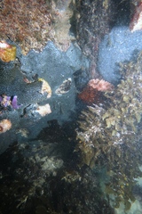 Leptoclinides seminudus