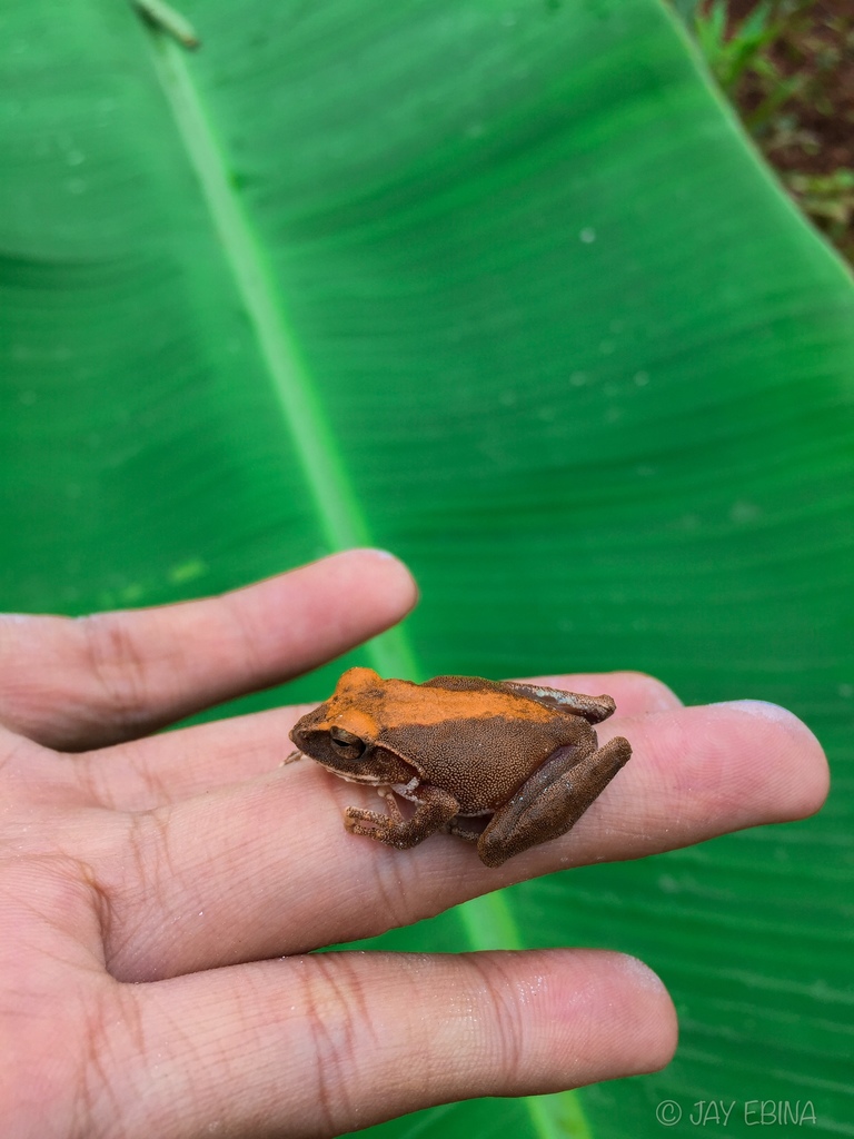 Pointed-Snouted Tree Frog