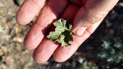 Malacothamnus enigmaticus