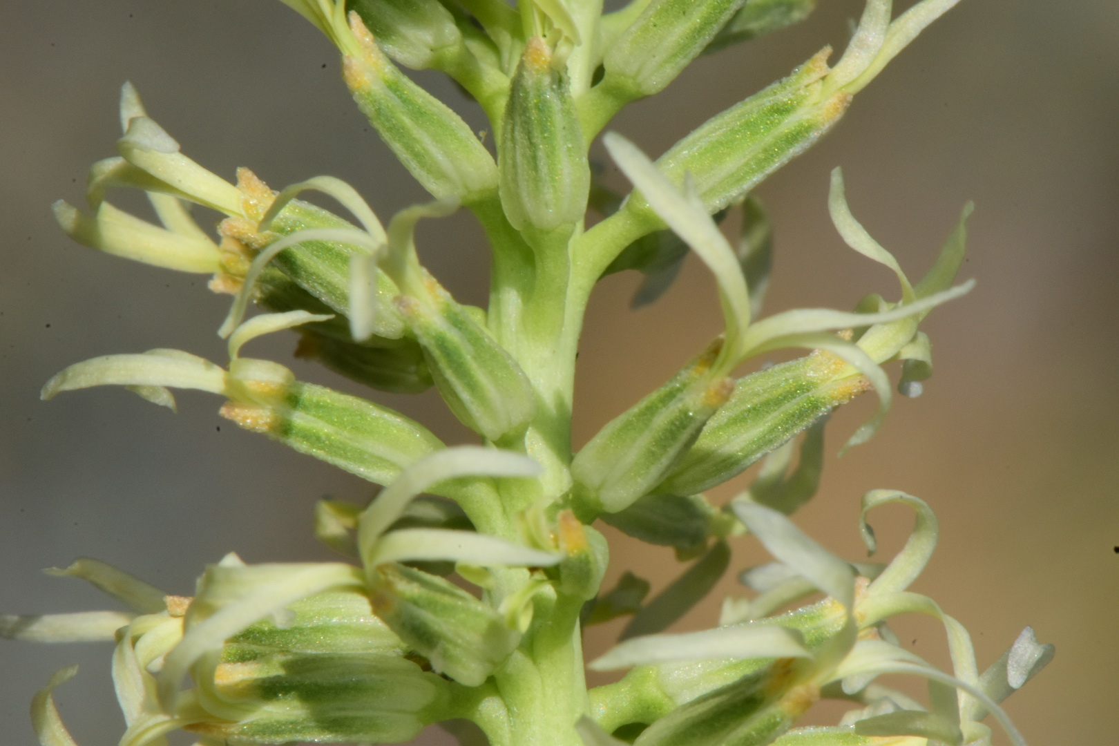 Thelypodium brachycarpum